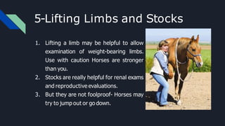5-Lifting Limbs and Stocks
1. Lifting a limb may be helpful to allow
examination of weight-bearing limbs.
Use with caution Horses are stronger
than you.
2. Stocks are really helpful for renal exams
and reproductive evaluations.
3. But they are not foolproof- Horses may
try to jump out or go down.
 