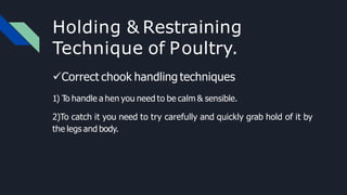 Holding & Restraining
Technique of Poultry.
Correct chook handling techniques
1) To handle a hen you need to be calm & sensible.
2)To catch it you need to try carefully and quickly grab hold of it by
the legs and body.
 