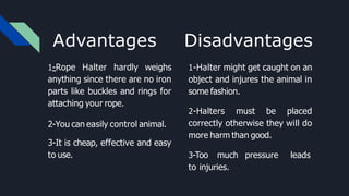 Advantages
1-Rope Halter hardly weighs
anything since there are no iron
parts like buckles and rings for
attaching your rope.
2-You can easily control animal.
3-It is cheap, effective and easy
to use.
Disadvantages
1-Halter might get caught on an
object and injures the animal in
some fashion.
2-Halters must be placed
correctly otherwise they will do
more harm than good.
3-Too much pressure leads
to injuries.
 