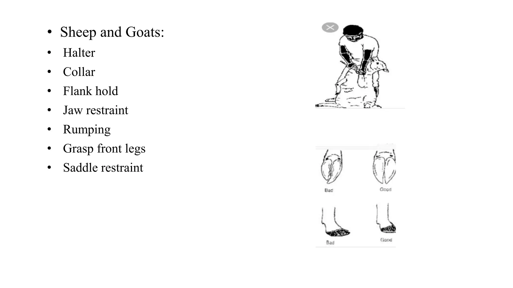 • Sheep and Goats:
• Halter
• Collar
• Flank hold
• Jaw restraint
• Rumping
• Grasp front legs
• Saddle restraint
 