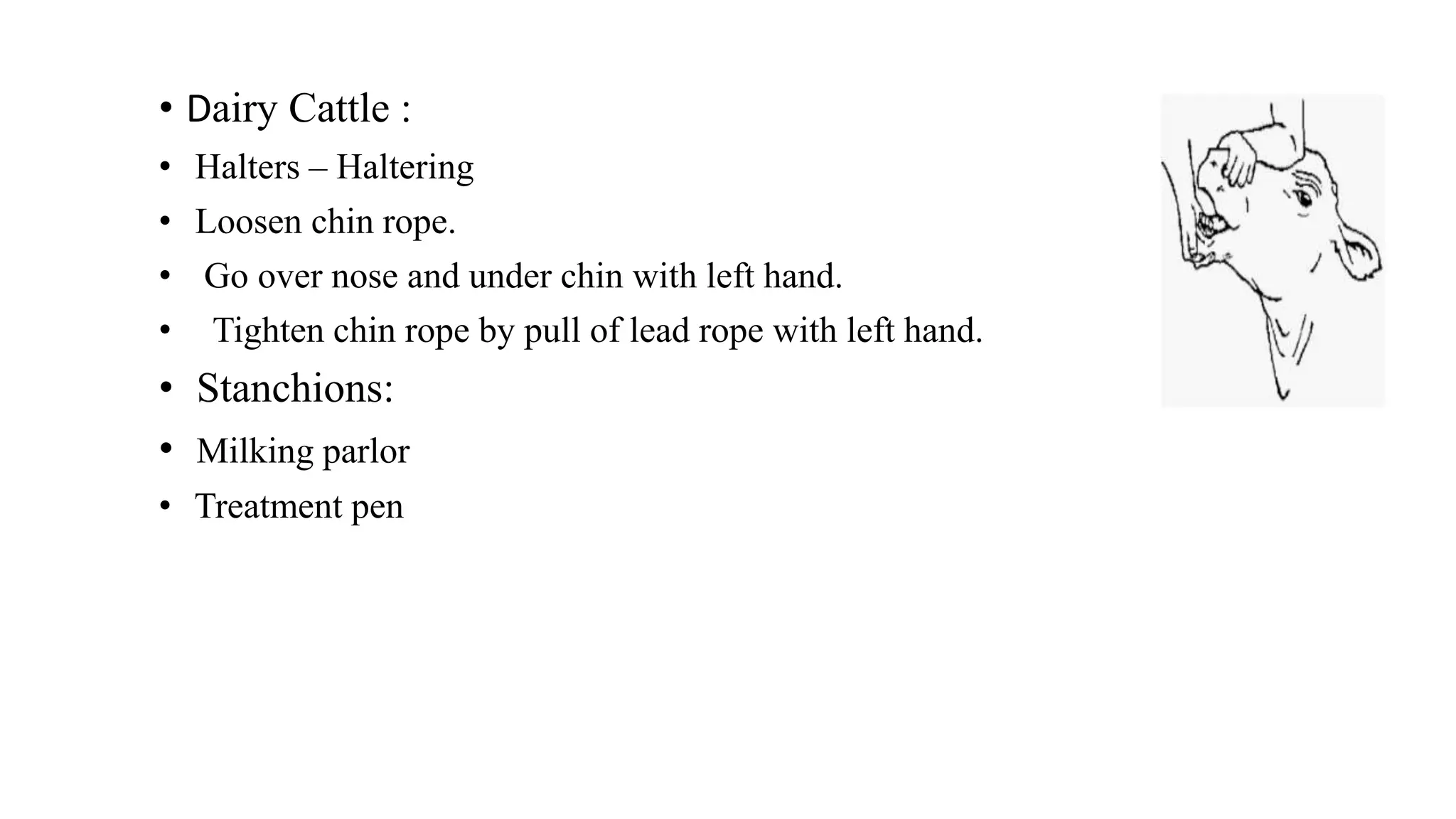 • Dairy Cattle :
• Halters – Haltering
• Loosen chin rope.
• Go over nose and under chin with left hand.
• Tighten chin rope by pull of lead rope with left hand.
• Stanchions:
• Milking parlor
• Treatment pen
 