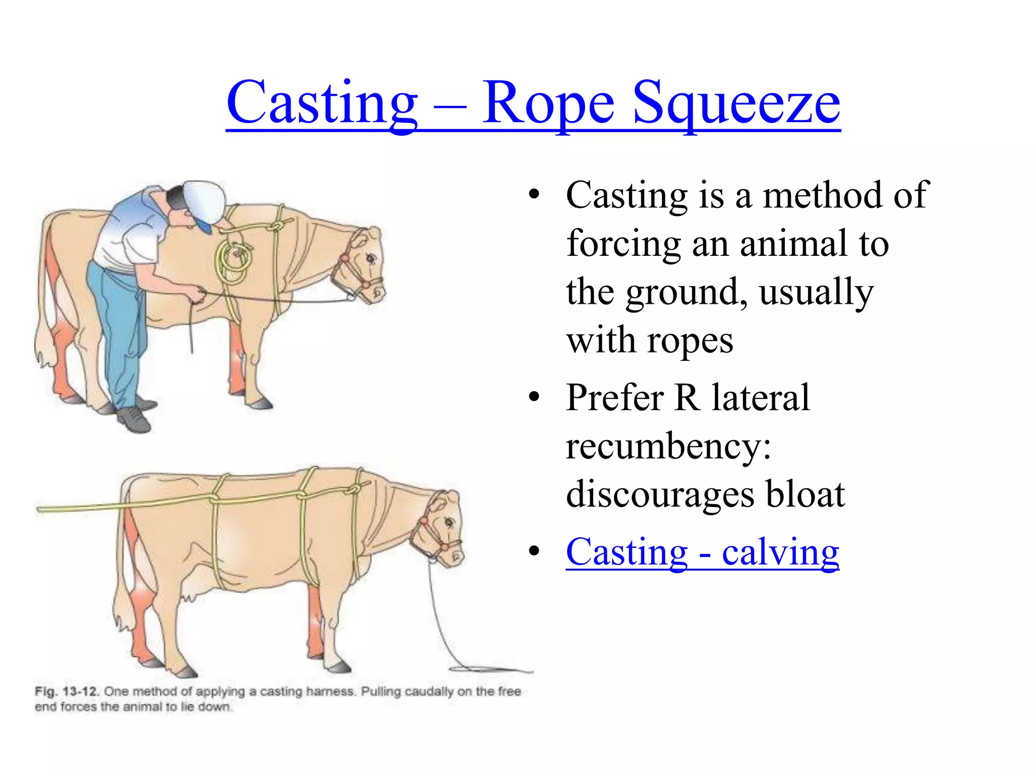 Casting – Rope Squeeze
• Casting is a method of
forcing an animal to
the ground, usually
with ropes
• Prefer R lateral
recumbency:
discourages bloat
• Casting - calving
 