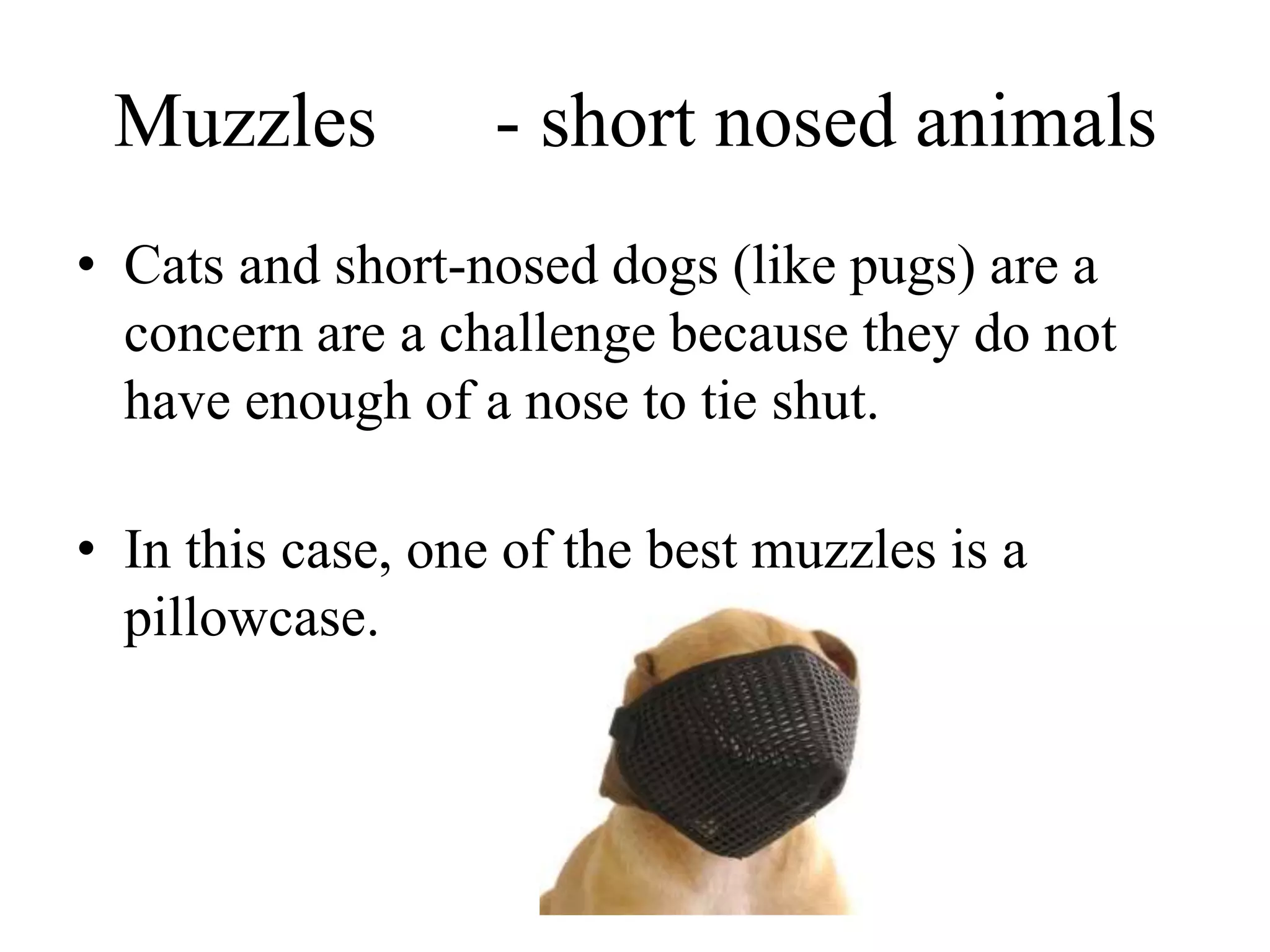 Muzzles - short nosed animals
• Cats and short-nosed dogs (like pugs) are a
concern are a challenge because they do not
have enough of a nose to tie shut.
• In this case, one of the best muzzles is a
pillowcase.
 