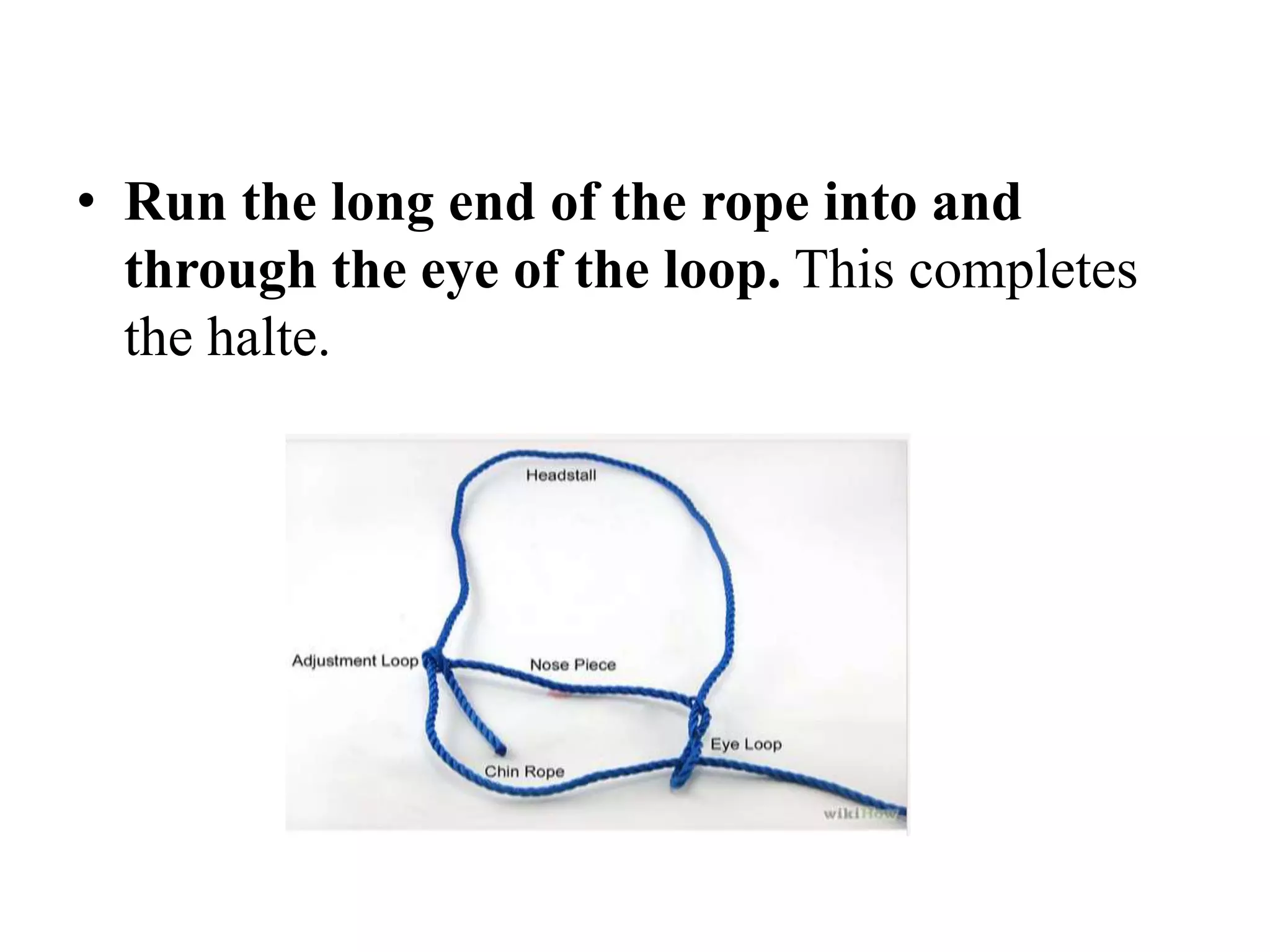 • Run the long end of the rope into and
through the eye of the loop. This completes
the halte.
 