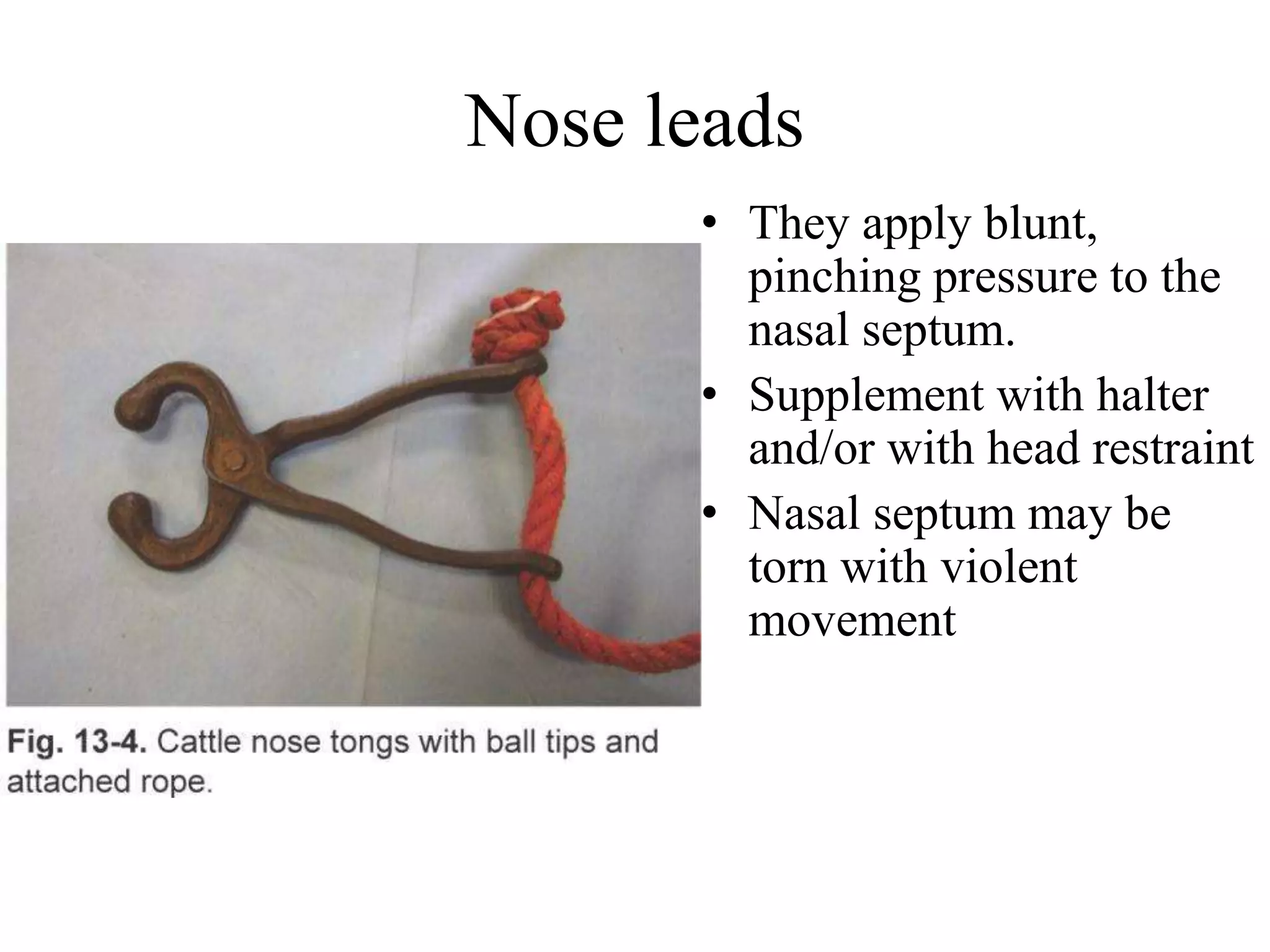 Nose leads
• They apply blunt,
pinching pressure to the
nasal septum.
• Supplement with halter
and/or with head restraint
• Nasal septum may be
torn with violent
movement
 