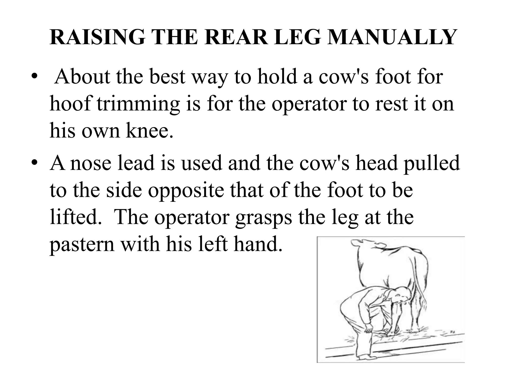 RAISING THE REAR LEG MANUALLY
• About the best way to hold a cow's foot for
hoof trimming is for the operator to rest it on
his own knee.
• A nose lead is used and the cow's head pulled
to the side opposite that of the foot to be
lifted. The operator grasps the leg at the
pastern with his left hand.
 