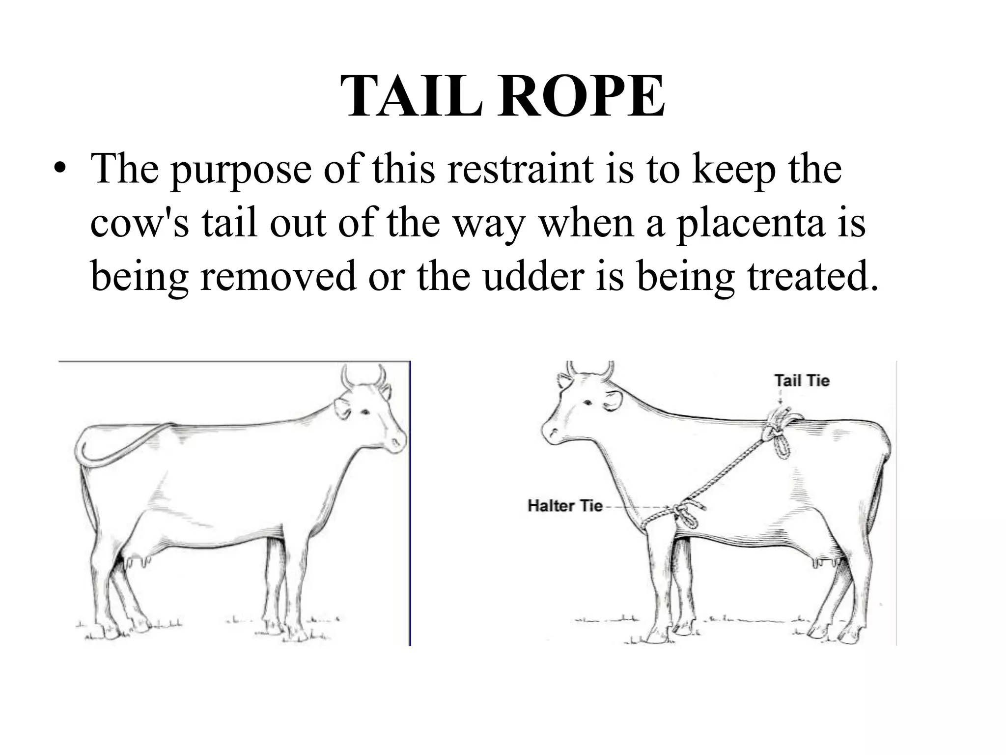 TAIL ROPE
• The purpose of this restraint is to keep the
cow's tail out of the way when a placenta is
being removed or the udder is being treated.
 