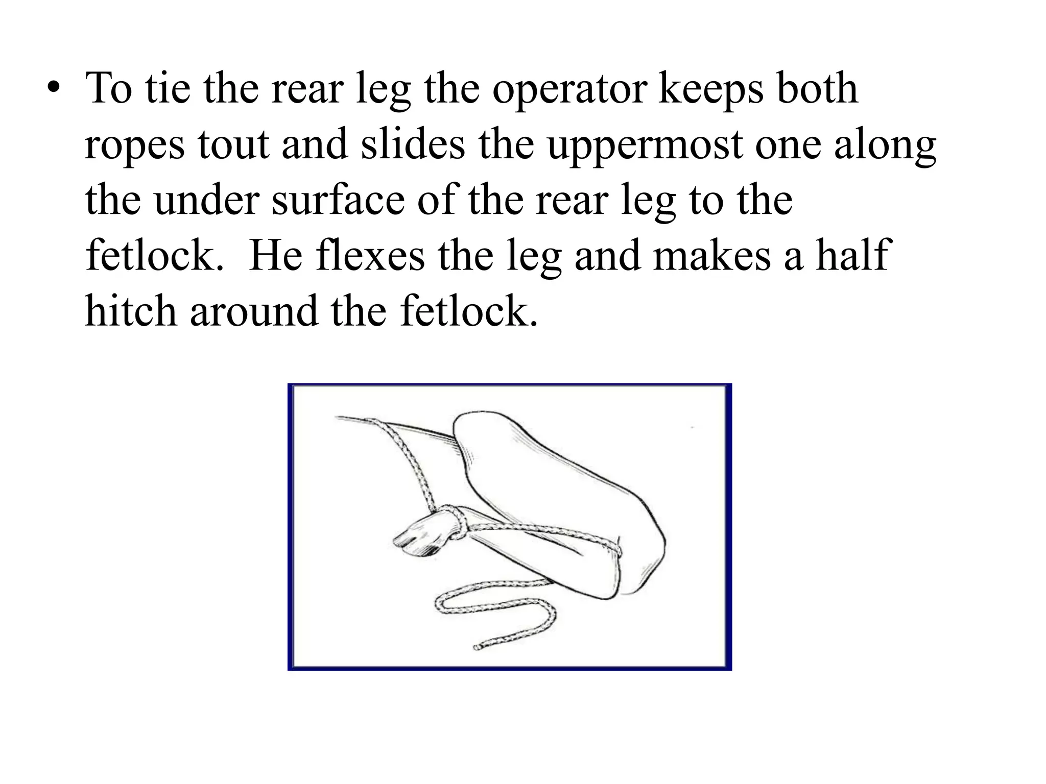• To tie the rear leg the operator keeps both
ropes tout and slides the uppermost one along
the under surface of the rear leg to the
fetlock. He flexes the leg and makes a half
hitch around the fetlock.
 