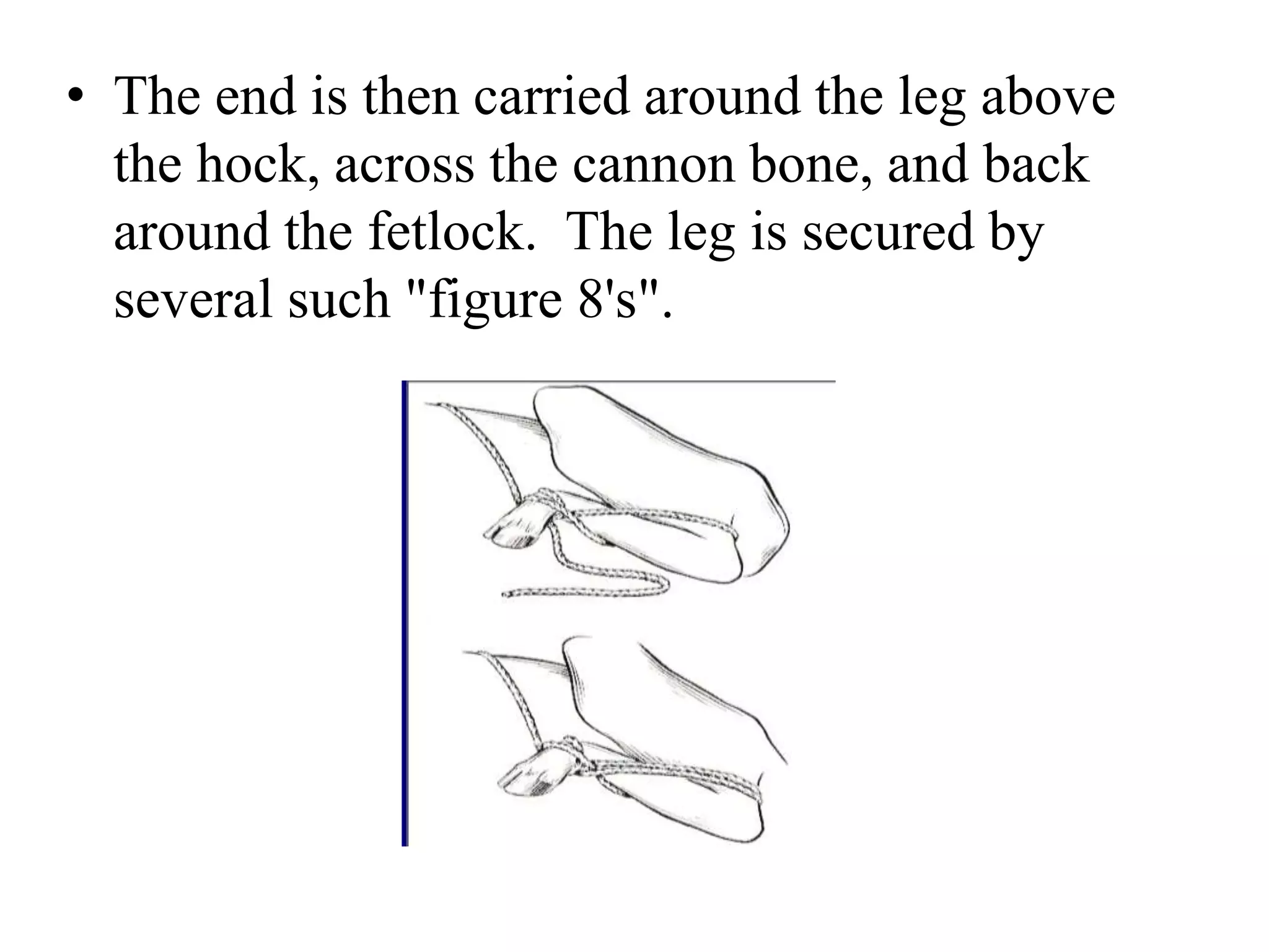 • The end is then carried around the leg above
the hock, across the cannon bone, and back
around the fetlock. The leg is secured by
several such "figure 8's".
 