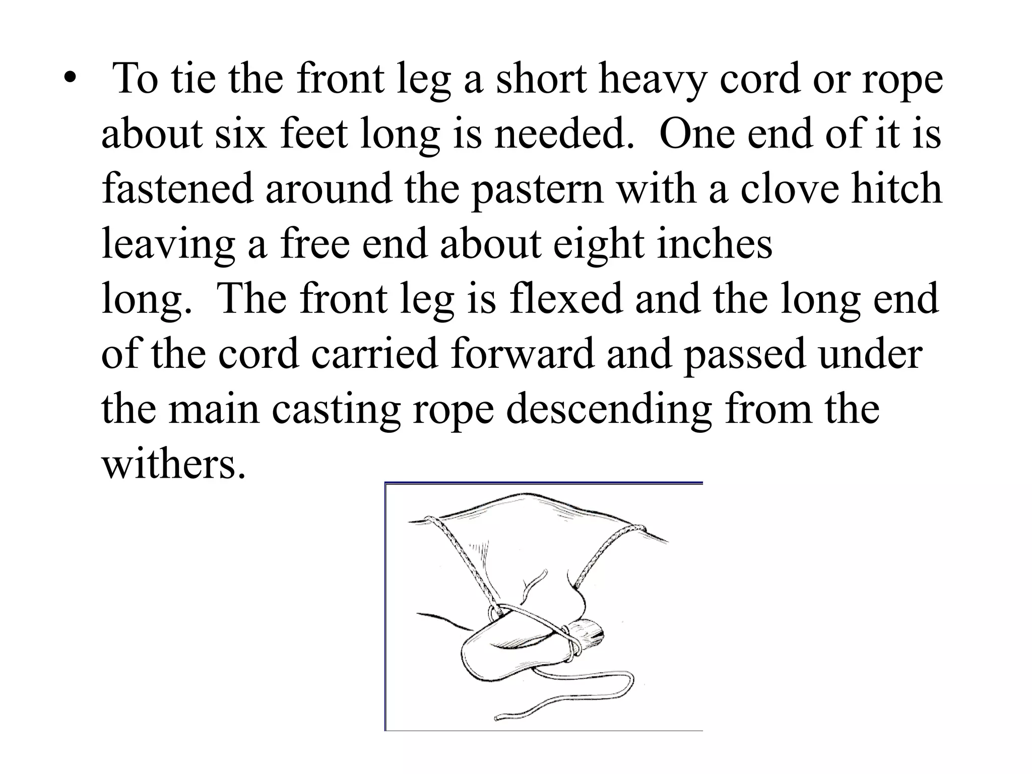 • To tie the front leg a short heavy cord or rope
about six feet long is needed. One end of it is
fastened around the pastern with a clove hitch
leaving a free end about eight inches
long. The front leg is flexed and the long end
of the cord carried forward and passed under
the main casting rope descending from the
withers.
 