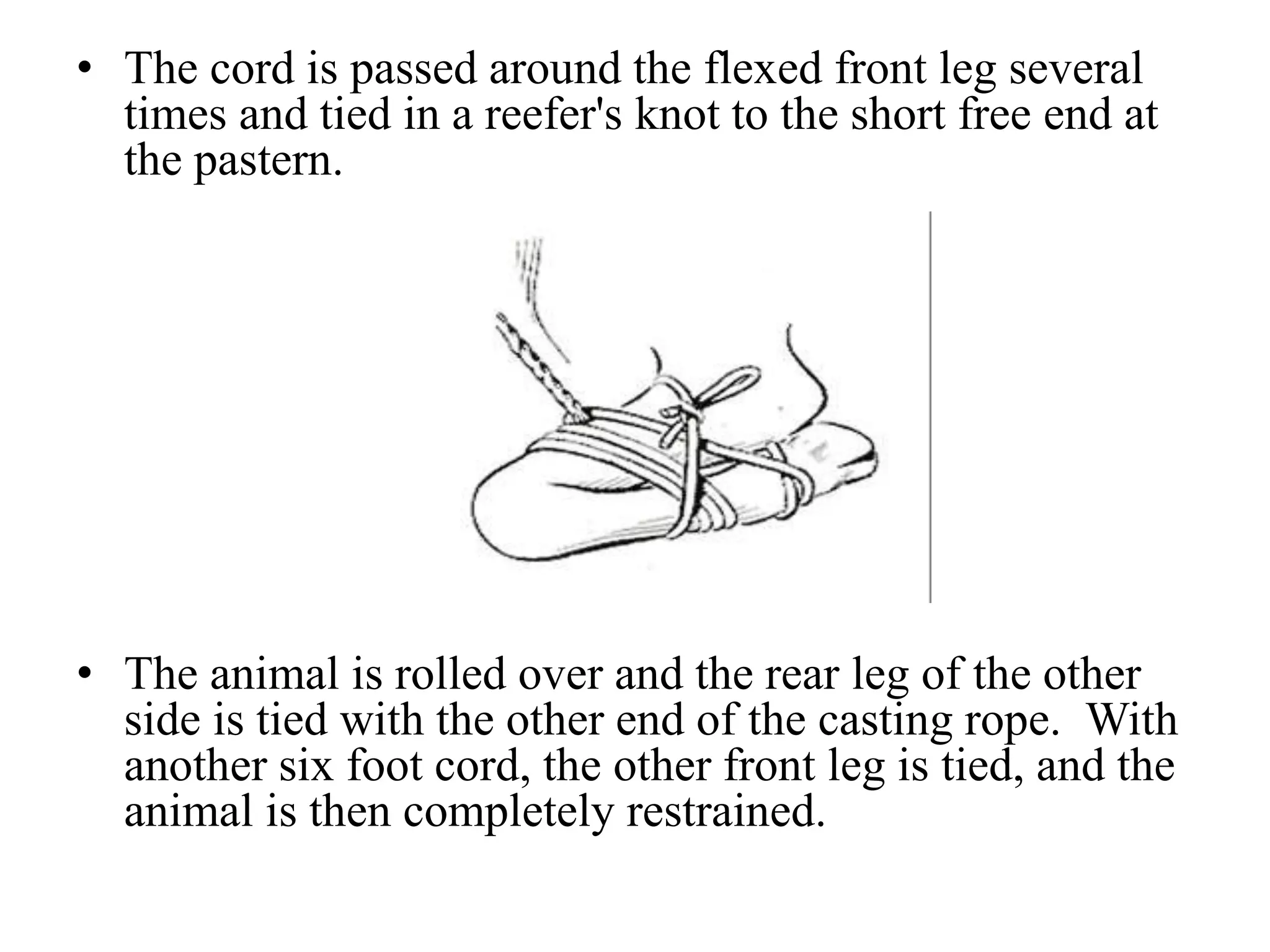 • The cord is passed around the flexed front leg several
times and tied in a reefer's knot to the short free end at
the pastern.
• The animal is rolled over and the rear leg of the other
side is tied with the other end of the casting rope. With
another six foot cord, the other front leg is tied, and the
animal is then completely restrained.
 