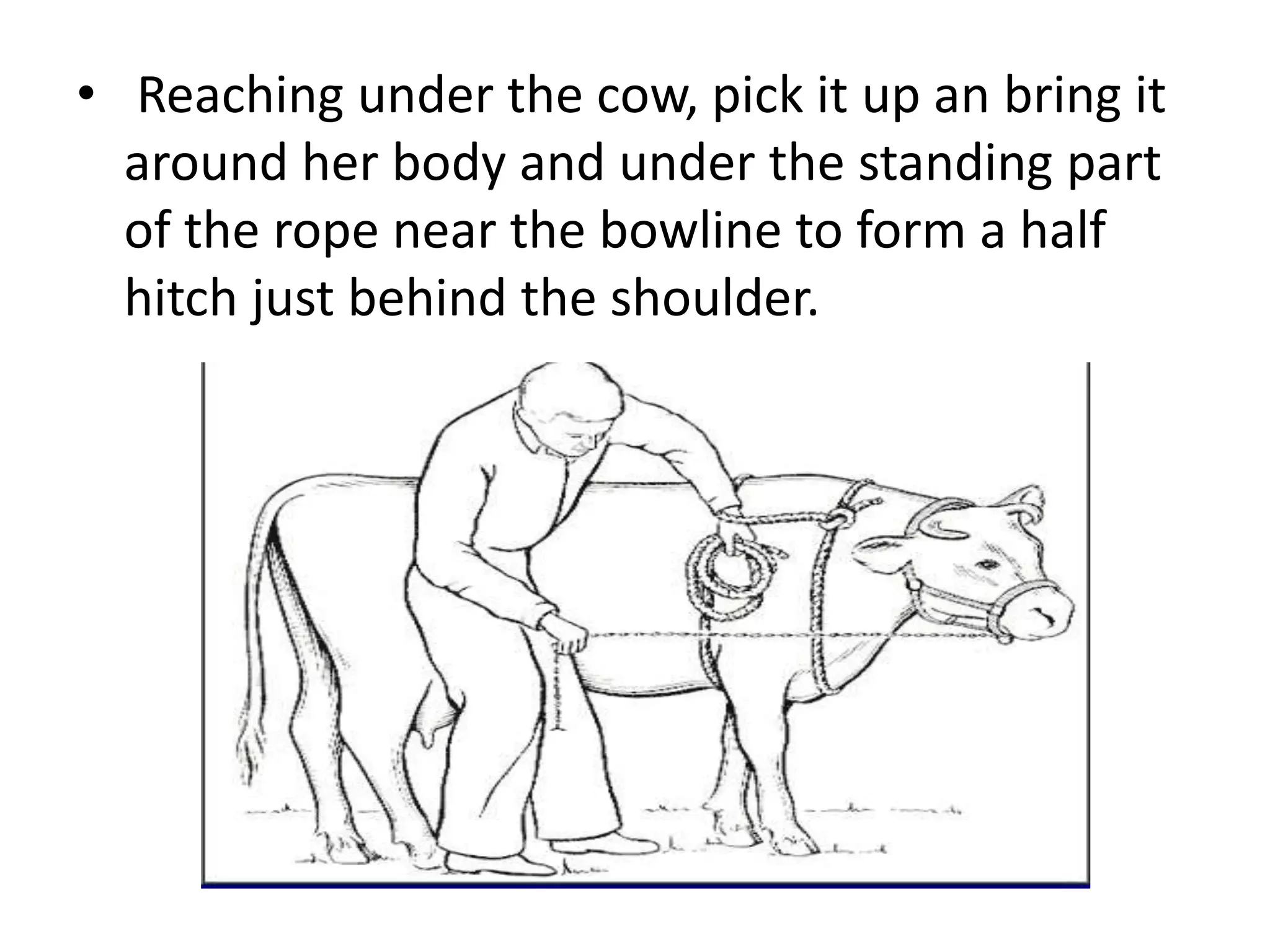 • Reaching under the cow, pick it up an bring it
around her body and under the standing part
of the rope near the bowline to form a half
hitch just behind the shoulder.
 