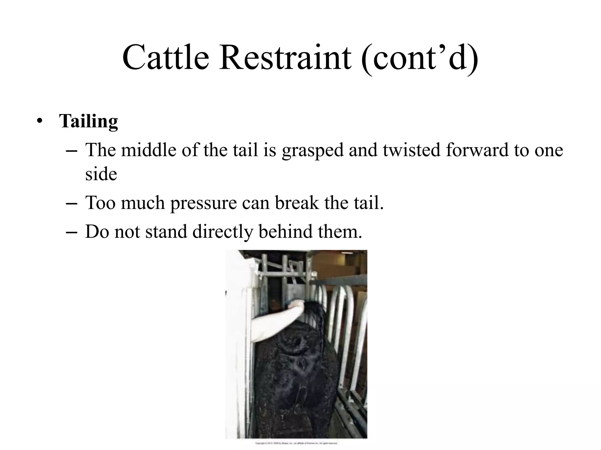 Cattle Restraint (cont’d)
• Tailing
– The middle of the tail is grasped and twisted forward to one
side
– Too much pressure can break the tail.
– Do not stand directly behind them.
 