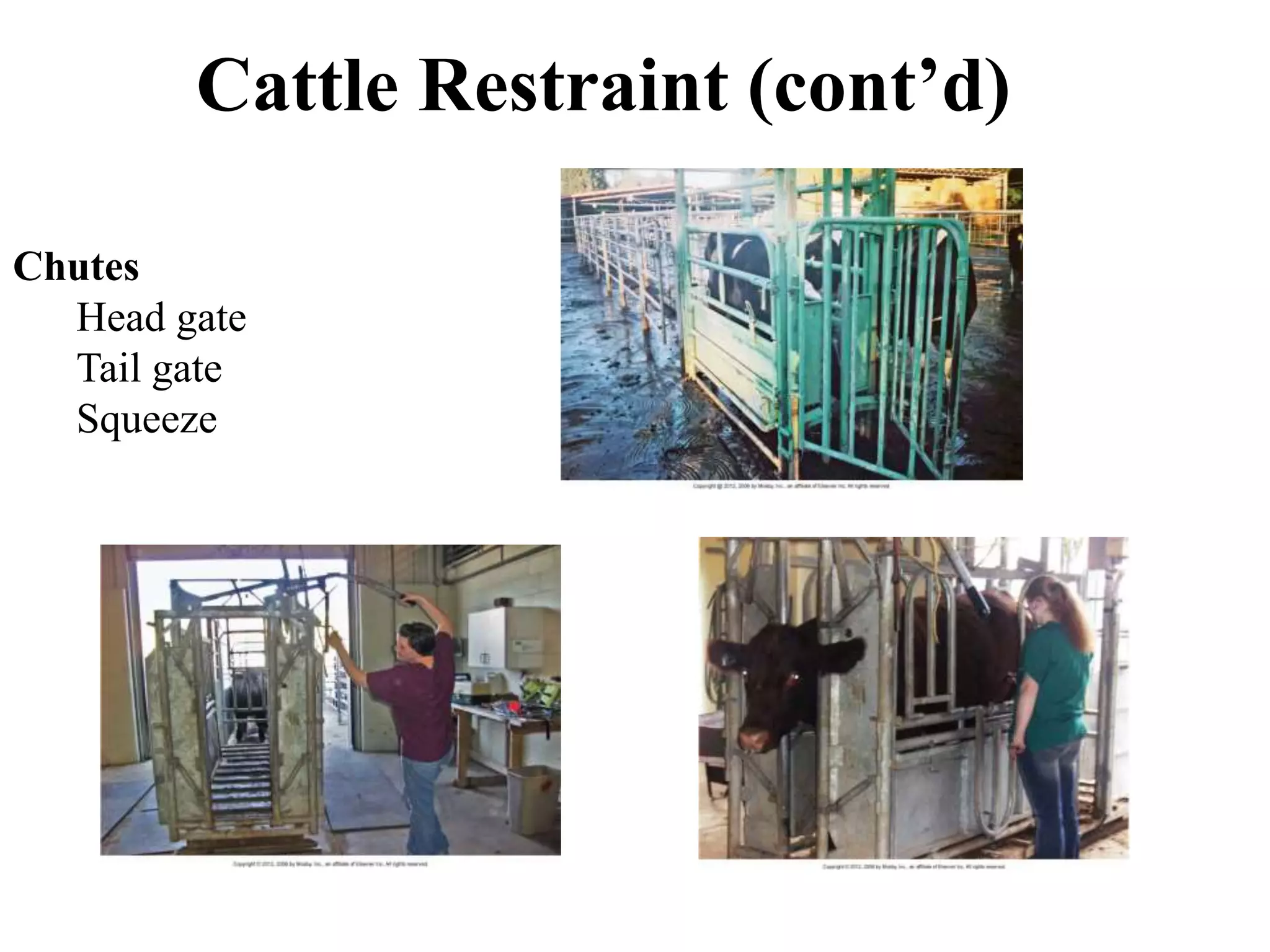 Cattle Restraint (cont’d)
Chutes
Head gate
Tail gate
Squeeze
 