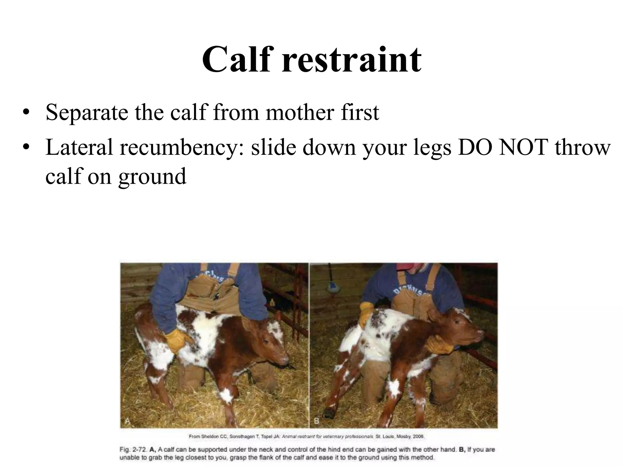 Calf restraint
• Separate the calf from mother first
• Lateral recumbency: slide down your legs DO NOT throw
calf on ground
 