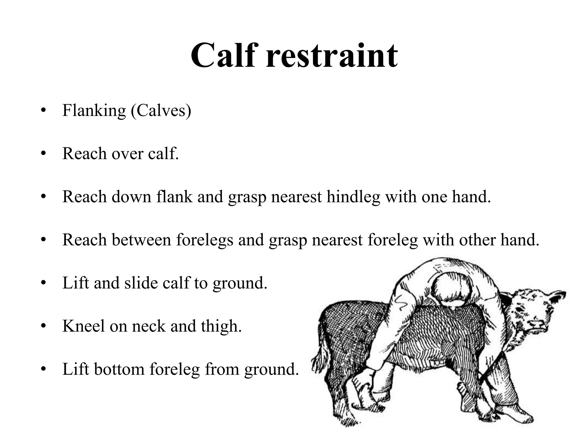 Calf restraint
• Flanking (Calves)
• Reach over calf.
• Reach down flank and grasp nearest hindleg with one hand.
• Reach between forelegs and grasp nearest foreleg with other hand.
• Lift and slide calf to ground.
• Kneel on neck and thigh.
• Lift bottom foreleg from ground.
 