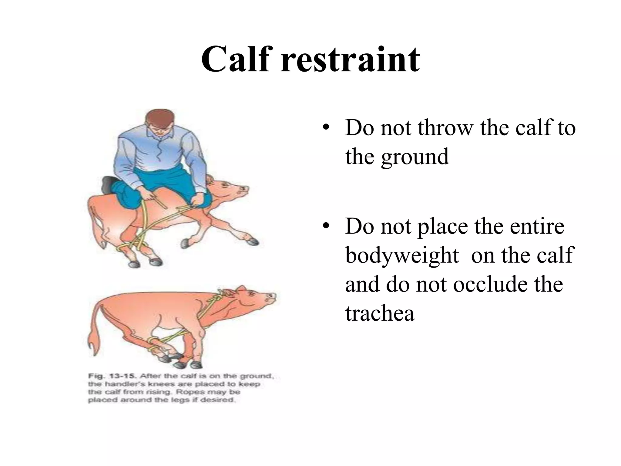 Calf restraint
• Do not throw the calf to
the ground
• Do not place the entire
bodyweight on the calf
and do not occlude the
trachea
 