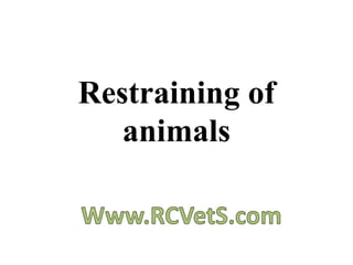 Restraining of
animals
 