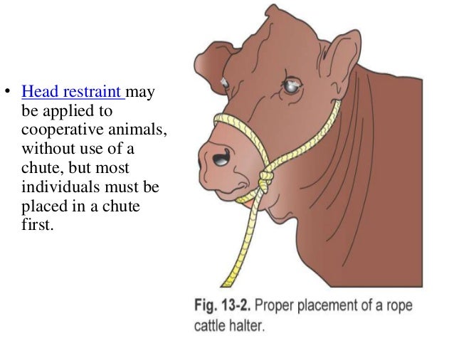 Restraining Of Animals