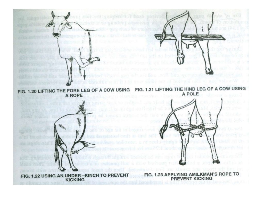 Restraining of Animals