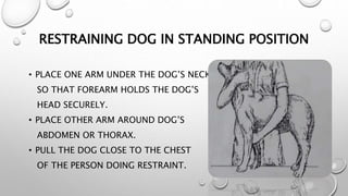 Restraining Dogs Restraining of Dog | PPTX