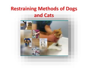 Restraining Methods of Dogs
and Cats
Tahmeena
 