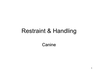 Restraint & Handling Canine 