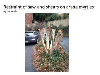 Restraint of saw and shears on crape myrtles
By Tim Wolfe

 