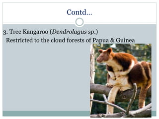 Contd…
3. Tree Kangaroo (Dendrolagus sp.)
Restricted to the cloud forests of Papua & Guinea
 