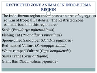 RESTRICTED ZONE ANIMALS IN INDO-BURMA
REGION
The Indo-Burma region encompasses an area of 23,73,000
sq. Km of tropical East-Asia. The Restricted Zone
Animals found in this region are:-
Saola (Pseudoryx nghetinhinsis)
Fishing Cat (Prionailurus viveriinus)
Spoon-billed Sandpiper (Calidris pygmaea)
Red-headed Vulture (Sarcogyps calvus)
White-rumped Vulture (Gyps bengalensis)
Sarus Crane (Grus antigone)
Giant Ibis (Thaumatibis gigantae)
 