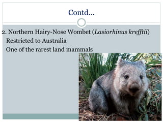 Contd…
2. Northern Hairy-Nose Wombet (Lasiorhinus krefftii)
Restricted to Australia
One of the rarest land mammals
 