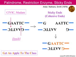 Palindrome, Restriction Enzyme, Sticky Ends
                            Arber, Nathans, Smith (1978)


  CIVIC, Madam                  Sticky Ends
                              (Cohesive Ends)

   GAATTC                   G            AATTC
   GAATTC                   AATTC                       G


      EcoRI
                                 G AATTC
                                 G AATTC
Get An Apple To The Class
                                               Juang RH (2004) BCbasics
 