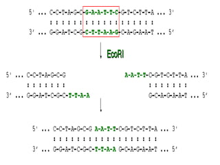 Agei Restriction-enzymes-final.ppt
