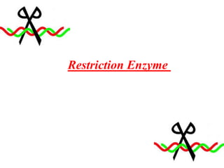 Restriction Enzyme
 