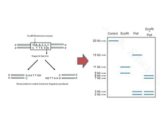 Restriction Digest Process Restriction Digestion | PDF