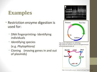 Examples
• Restriction enzyme digestion is
used for:
• DNA fingerprinting- Identifying
individuals
• Identifying species
(e.g. Phytophtora)
• Cloning (moving genes in and out
of plasmids)
http://www.nottingham.ac.uk/biology
http://www.bio.davidson.edu/courses/genomics/m
ethod/inducepromoter.gif
http://www.kochi-u.ac.jp/~tatataa/tech2/gene/ligation.jpg
 