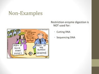 Non-Examples
Restriction enzyme digestion is
NOT used for:
• Cutting RNA
• Sequencing DNA
 