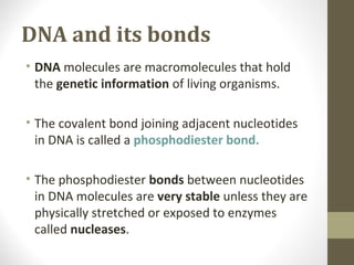 DNA and its bonds
• DNA molecules are macromolecules that hold
the genetic information of living organisms.
• The covalent bond joining adjacent nucleotides
in DNA is called a phosphodiester bond.
• The phosphodiester bonds between nucleotides
in DNA molecules are very stable unless they are
physically stretched or exposed to enzymes
called nucleases.
 