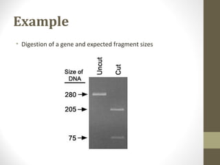 Example
• Digestion of a gene and expected fragment sizes
 