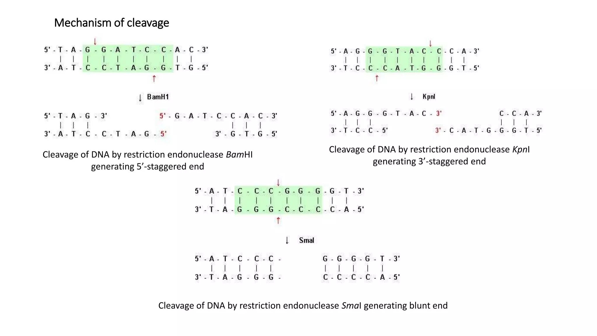 Mechanism of cleavage
Cleavage of DNA by restriction endonuclease BamHI
generating 5’-staggered end
Cleavage of DNA by restriction endonuclease KpnI
generating 3’-staggered end
Cleavage of DNA by restriction endonuclease SmaI generating blunt end
 