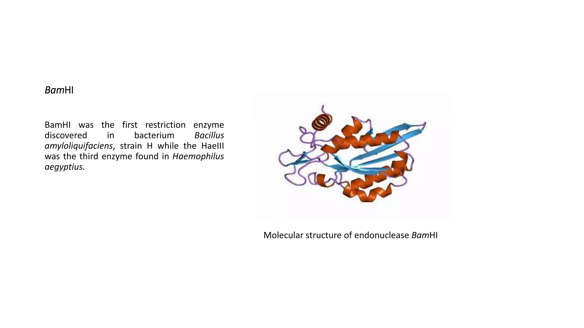 BamHI
BamHI was the first restriction enzyme
discovered in bacterium Bacillus
amyloliquifaciens, strain H while the HaeIII
was the third enzyme found in Haemophilus
aegyptius.
Molecular structure of endonuclease BamHI
 