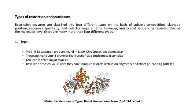 introduction to restriction endonuclease which statement best describes restriction enzymes