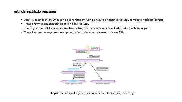 introduction to restriction endonuclease which statement best describes restriction enzymes