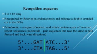 Recognition sequences
4 to 6 bp long
Recognized by Restriction endonucleases and produce a double-stranded
cut in the DNA
Palindromic – a region of nucleic acid which contain a pair of ‘inverted
repeat’ sequences (nucleotide – pair sequences that read the same in both
forward and back ward directions)
 
