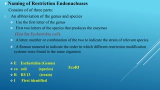 Naming of Restriction Endonucleases
Consists of of three parts:
1. An abbreviation of the genus and species
 Use the first letter of the genus
 First two letters of the species that produces the enzymes
(Eco for Escherichia coli).
 A letter, number or combination of the two to indicate the strain of relevant species.
 A Roman numeral to indicate the order in which different restriction modification
systems were found in the same organism
 E Escherichia (Genus)
 co coli (species)
 R RY13 (strain)
 I First identified
EcoRI
 