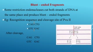 Blunt – ended Fragments
Some restriction endonucleases cut both strands of DNA at
the same place and produce blunt – ended fragments
Eg: Recognition sequence and cleavage site of Pvu II
CAG CTG
GTC GAC
After cleavage,
CAG CTG
GTC GAC
 