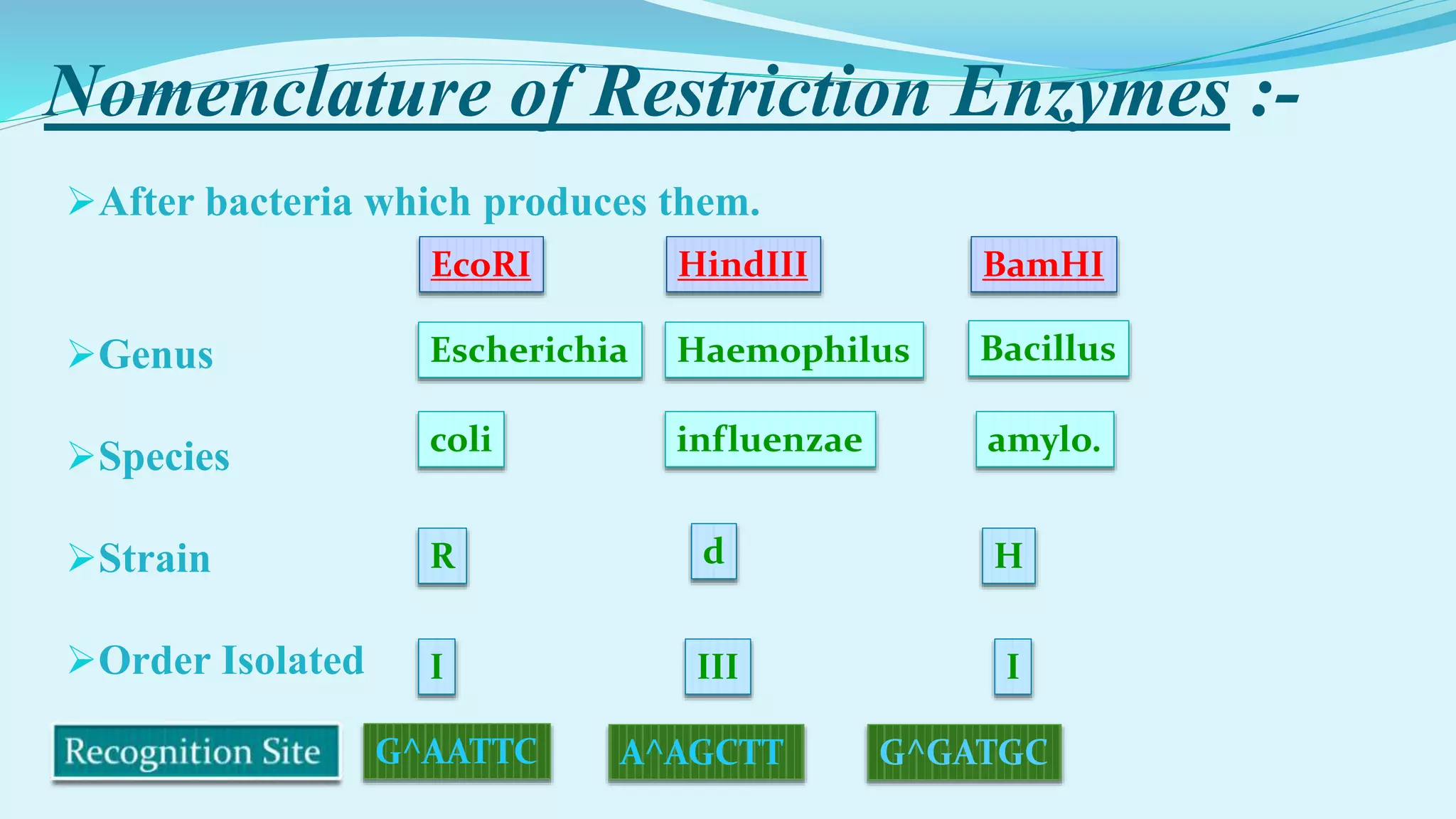 Nomenclature of Restriction Enzymes :-
After bacteria which produces them.
Genus
Species
Strain
Order Isolated
Escherichia
coli
R
I
EcoRI
Haemophilus
influenzae
d
III
HindIII
Bacillus
amylo.
H
I
BamHI
G^AATTC A^AGCTT G^GATGC
 