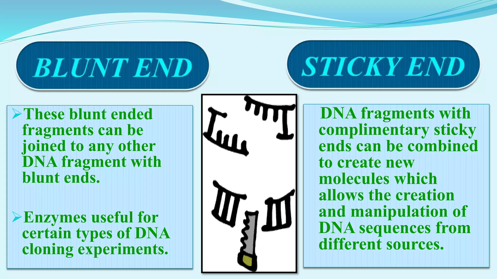 These blunt ended
fragments can be
joined to any other
DNA fragment with
blunt ends.
Enzymes useful for
certain types of DNA
cloning experiments.
DNA fragments with
complimentary sticky
ends can be combined
to create new
molecules which
allows the creation
and manipulation of
DNA sequences from
different sources.
 