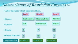 Nomenclature of Restriction Enzymes :-
After bacteria which produces them.
Genus
Species
Strain
Order Isolated
Escherichia
coli
R
I
EcoRI
Haemophilus
influenzae
d
III
HindIII
Bacillus
amylo.
H
I
BamHI
G^AATTC A^AGCTT G^GATGC
 