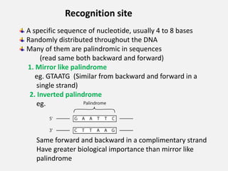 Recognition site
A specific sequence of nucleotide, usually 4 to 8 bases
Randomly distributed throughout the DNA
Many of them are palindromic in sequences
(read same both backward and forward)
1. Mirror like palindrome
eg. GTAATG (Similar from backward and forward in a
single strand)
2. Inverted palindrome
eg.
Same forward and backward in a complimentary strand
Have greater biological importance than mirror like
palindrome
 